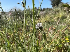 Volutaria canariensis