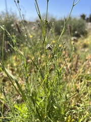 Volutaria canariensis