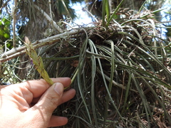 Tillandsia baileyi