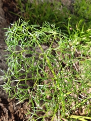 Ferula communis