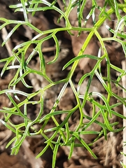 Ferula communis