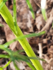 Ferula communis