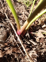 Ferula communis