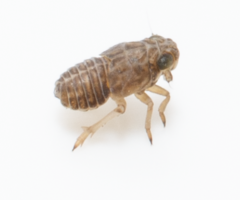 Javesella pellucida
