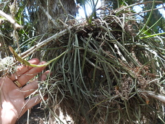 Tillandsia baileyi