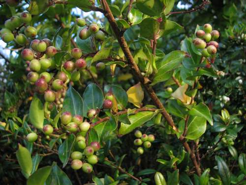 Griselinia racemosa (Griselinia racemosa)