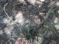 Tillandsia baileyi