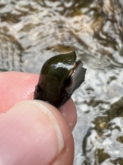 Pleurocera annulifera