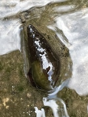 Pleurocera annulifera