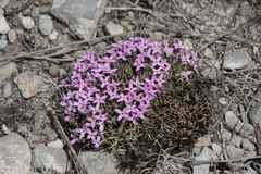 Houstonia rubra