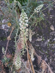 Reseda alba