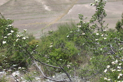 Lindleya mespiloides