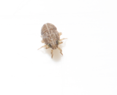 Javesella pellucida