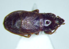 Plinthisus longicollis