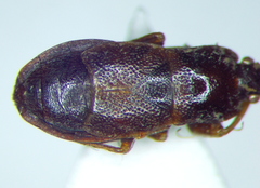 Plinthisus longicollis