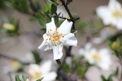 Lindleya mespiloides