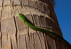 Philothamnus punctatus