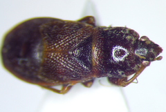 Plinthisus longicollis