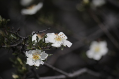 Lindleya mespiloides