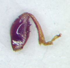 Plinthisus longicollis