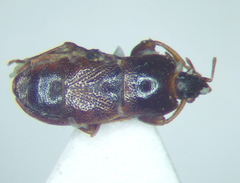 Plinthisus longicollis