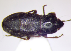 Plinthisus longicollis