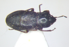 Plinthisus longicollis