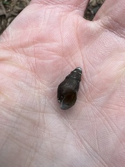 Pleurocera annulifera