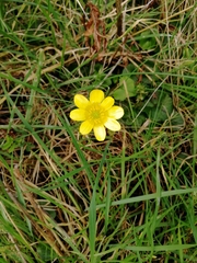 Ficaria verna