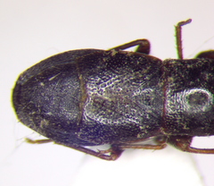 Plinthisus longicollis