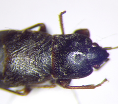 Plinthisus longicollis
