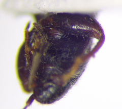 Plinthisus longicollis