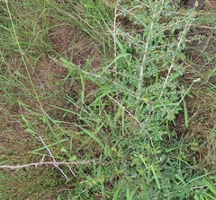 Commiphora schimperi