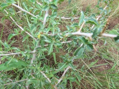 Commiphora schimperi
