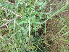 Commiphora schimperi