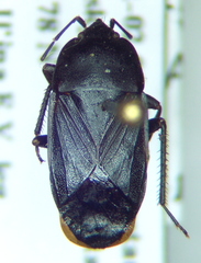 Aellopus atratus