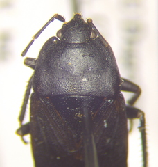Aellopus atratus