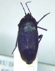Aellopus atratus