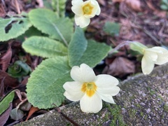 Primula
