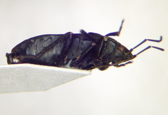 Aellopus atratus