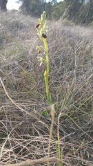 Ophrys sphegodes massiliensis