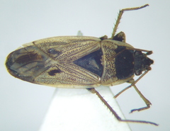 Xanthochilus omissus