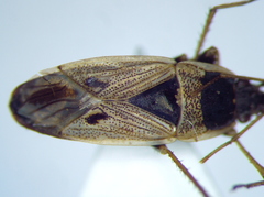 Xanthochilus omissus