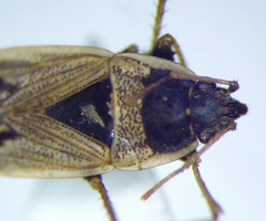 Xanthochilus omissus