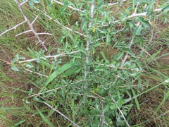 Commiphora schimperi
