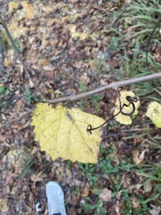 Vitis rotundifolia