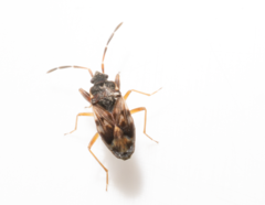 Scolopostethus thomsoni