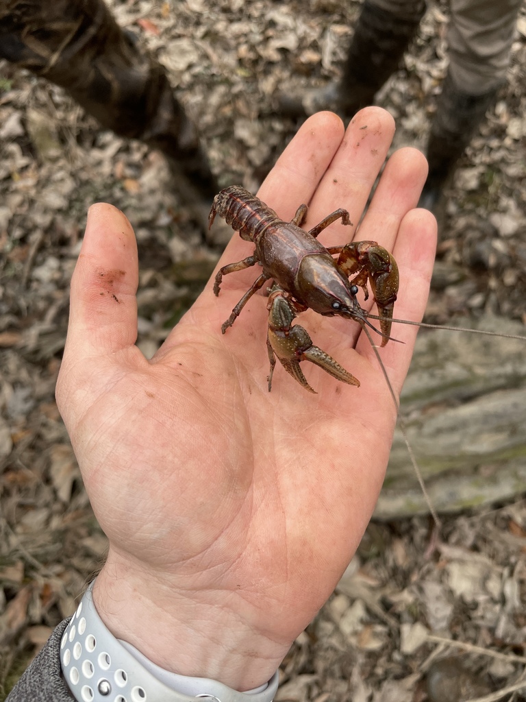 Painted Devil Crayfish