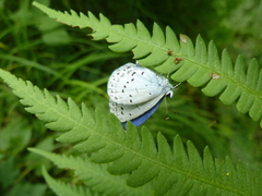 Celastrina filipjevi