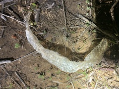 Diadophis punctatus similis